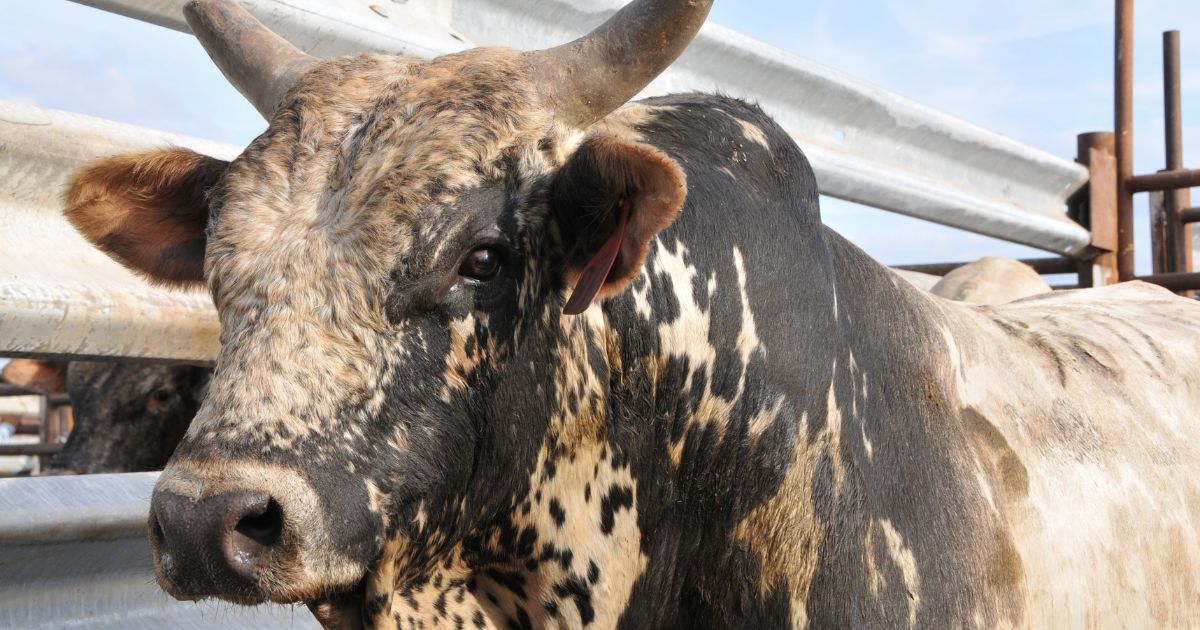 toros mejorados genéticamente