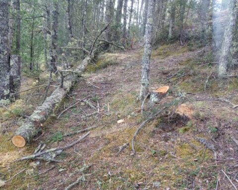 Tala clandestina en la sierra