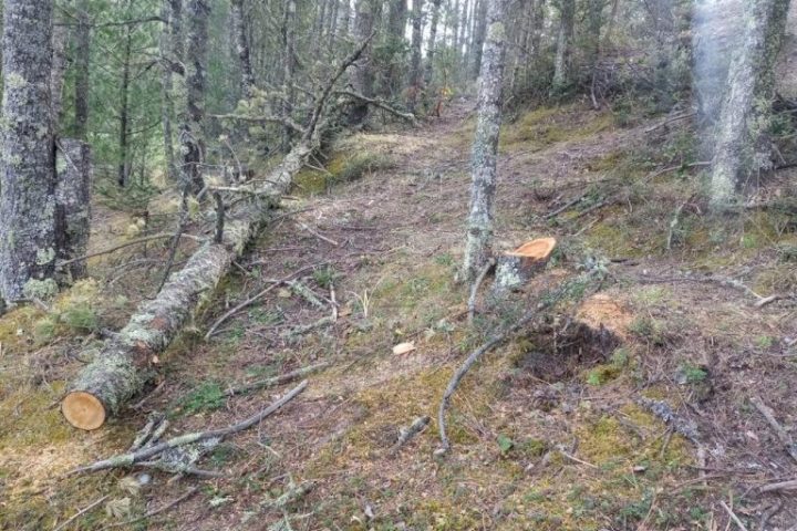 Tala clandestina en la sierra