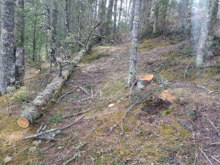 Tala clandestina en la sierra