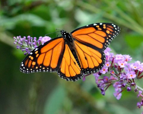 mariposas monarca Saltillo