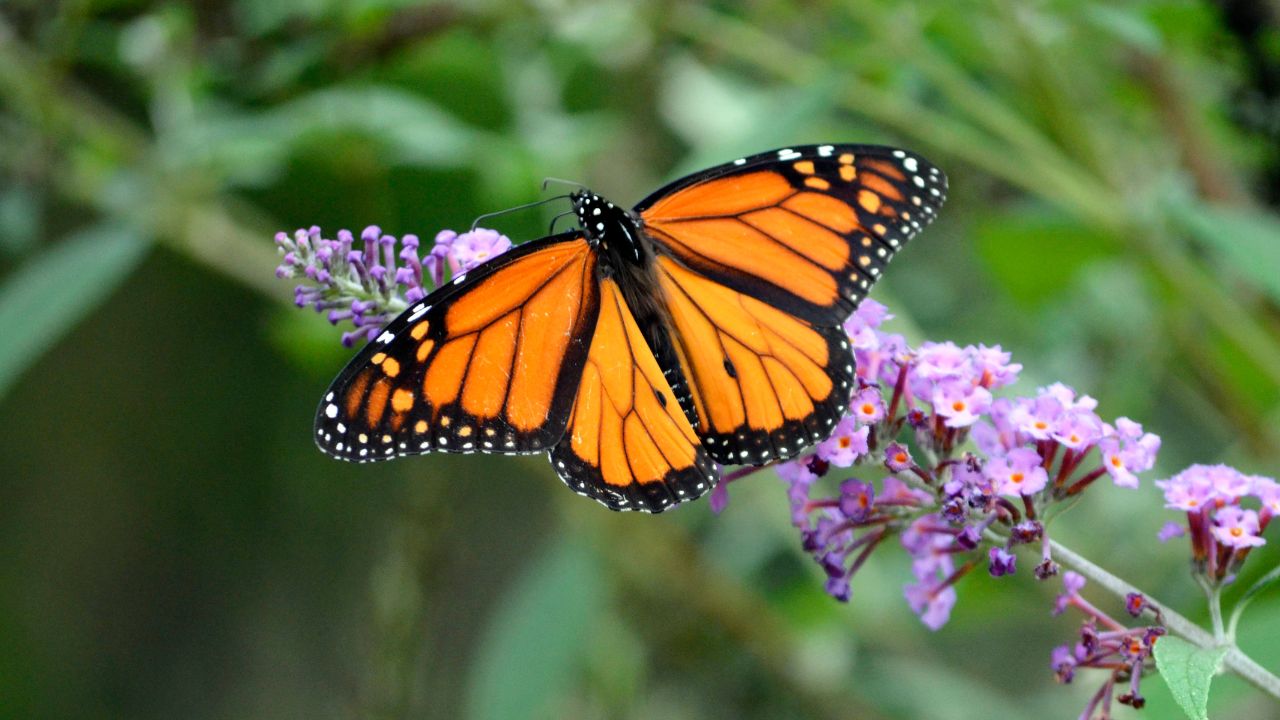 mariposas monarca Saltillo