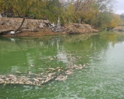 Mueren peces en el río Escondido; advierten peligro sanitario