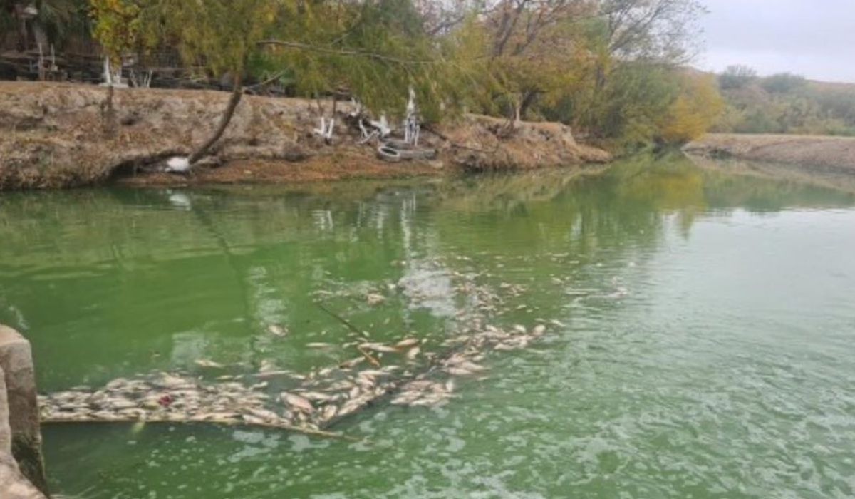 Mueren peces en el río Escondido; advierten peligro sanitario