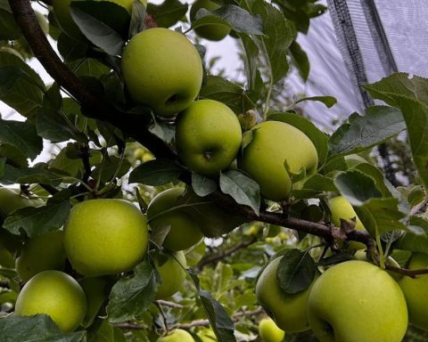 producción manzana Arteaga