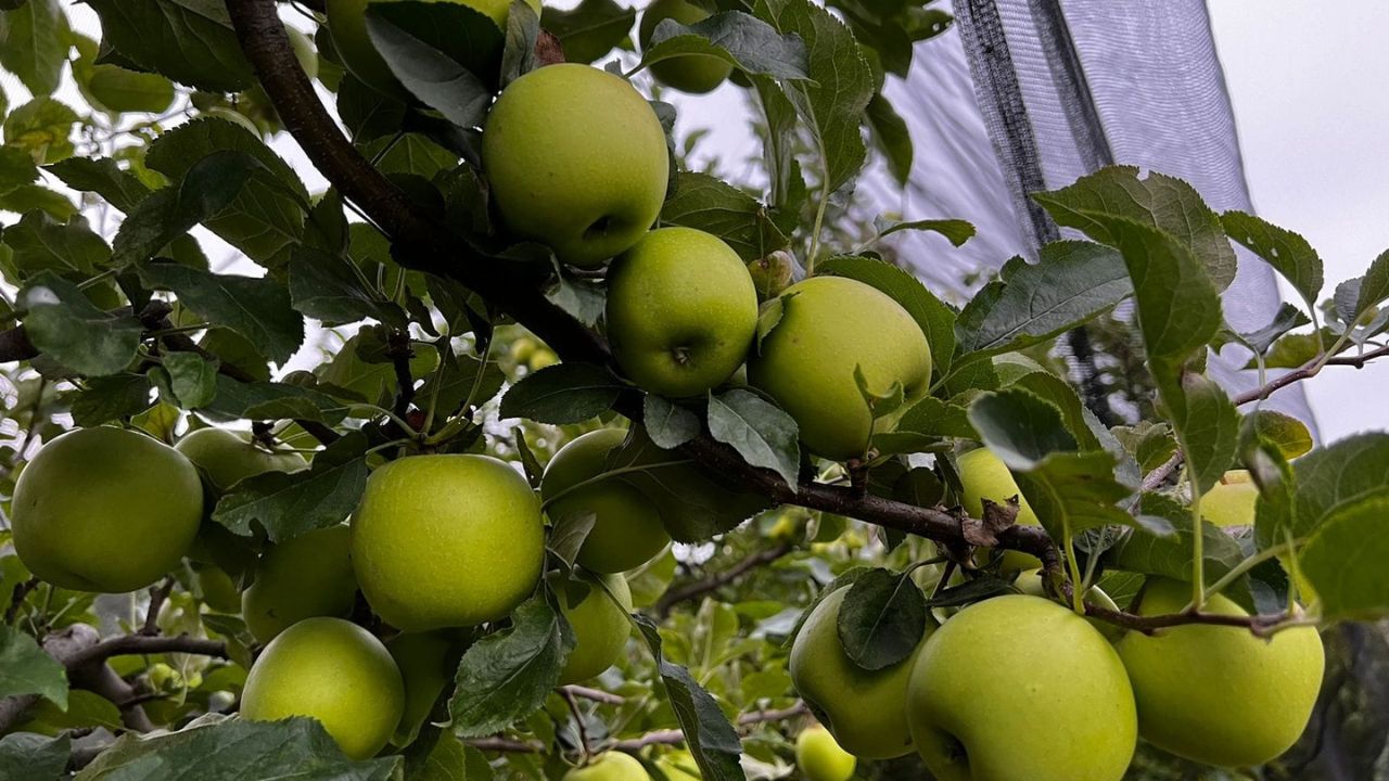 producción manzana Arteaga