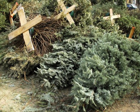 Pinos navideños