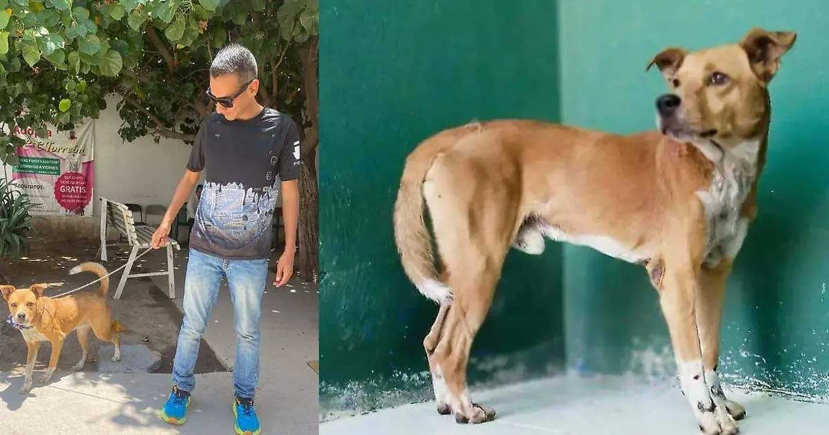 A la izquierda, Canelito con su nuevo dueño; a la derecha una foto de Canelito solo.