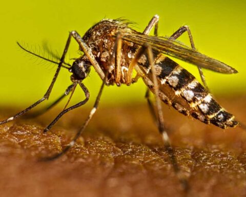 Mosquito que provoca el dengue.