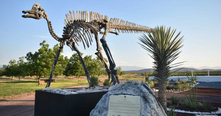 Huesos de dinosaurio en General Cepeda.
