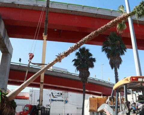 Trabajadores moviendo una palma de 12 metros.