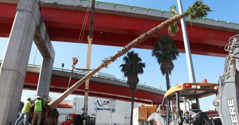 Trabajadores moviendo una palma de 12 metros.