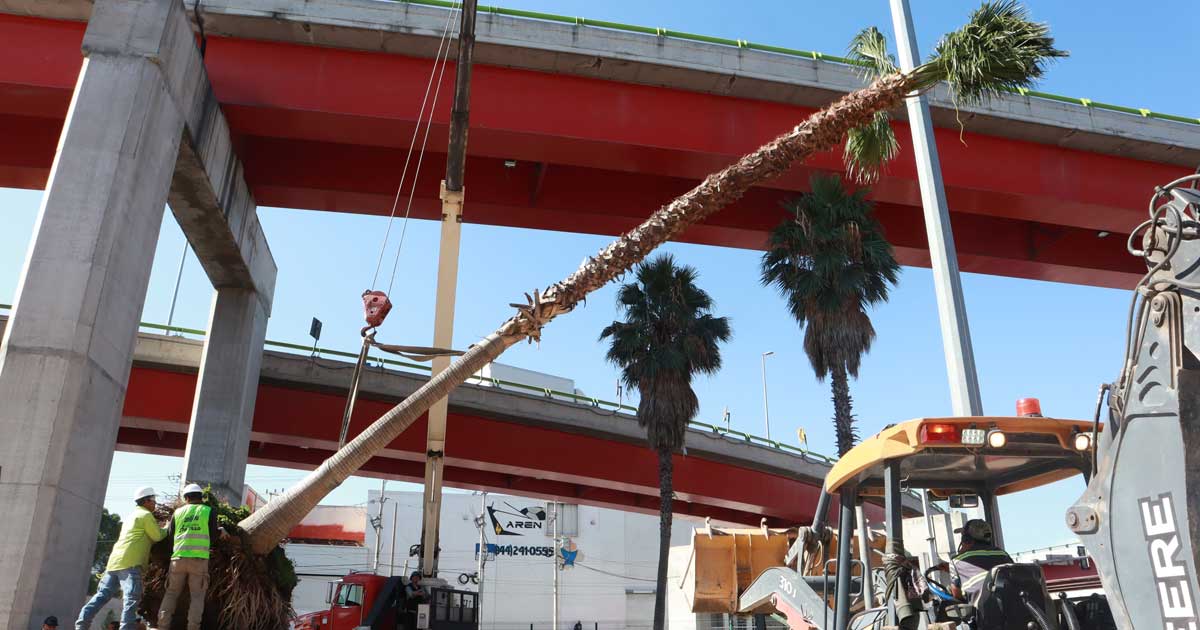 Trabajadores moviendo una palma de 12 metros.