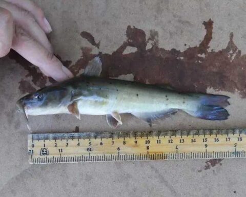 Nueva especie de pez descubierta en el Río Nazas.