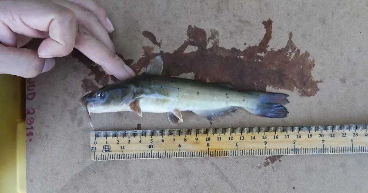 Nueva especie de pez descubierta en el Río Nazas.