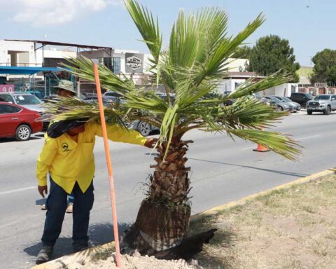 Trabajador plantando una palma.
