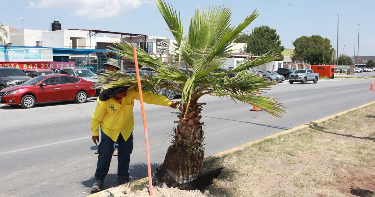 Trabajador plantando una palma.