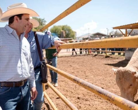 Alcalde de Saltillo Javier Díaz junto a ejemplares de ganado.