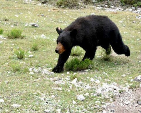 Una osa negra caminando en su hábitat tras ser liberada.