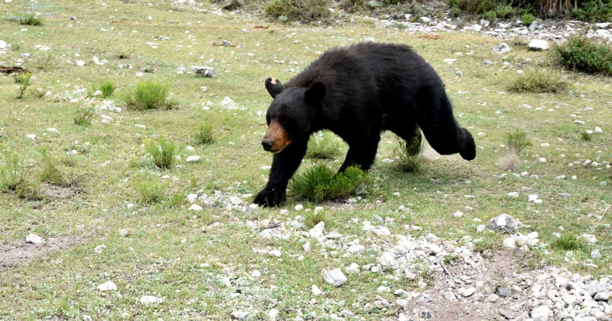 Una osa negra caminando en su hábitat tras ser liberada.