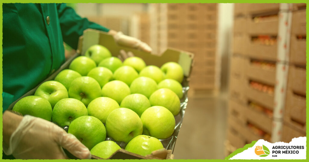 Cosecha de manzana en Arteaga