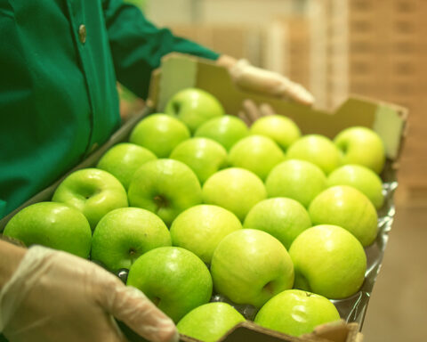 Cosecha de manzana en Arteaga