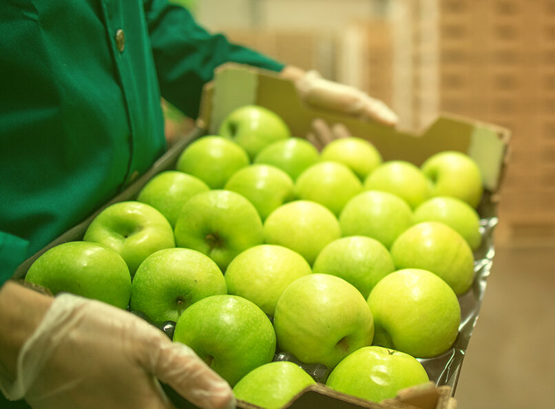 Cosecha de manzana en Arteaga