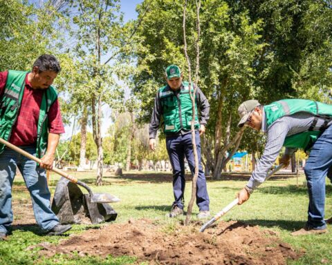 Reforestando lugares