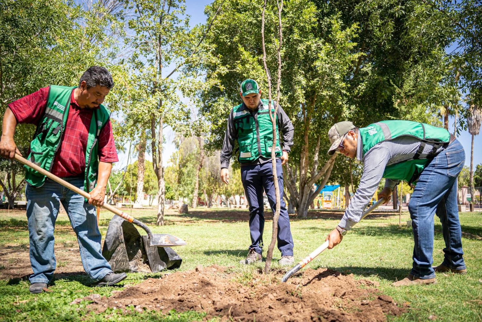 Reforestando lugares