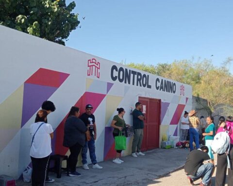 Esterilizacion de gatos