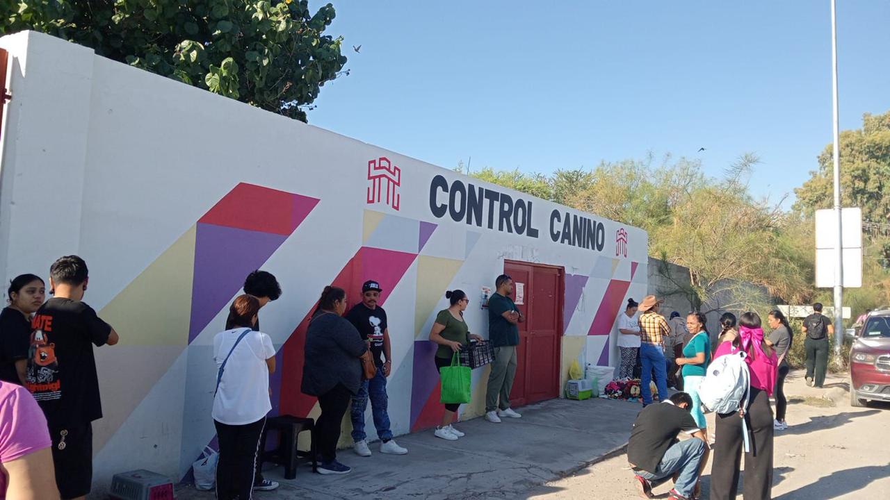 Esterilizacion de gatos