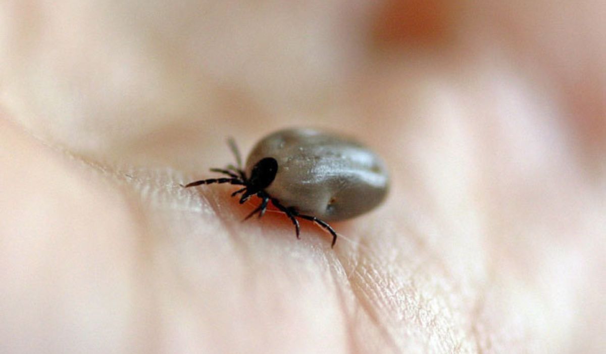 Sabinas garrapatas