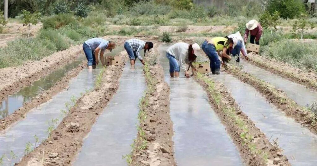 Ciclo agrícola.