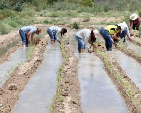 Ciclo agrícola.