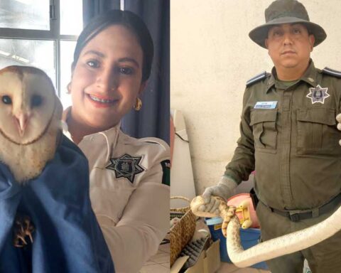 Elementos de la Policía Ambiental con fauna silvestre en sus manos.