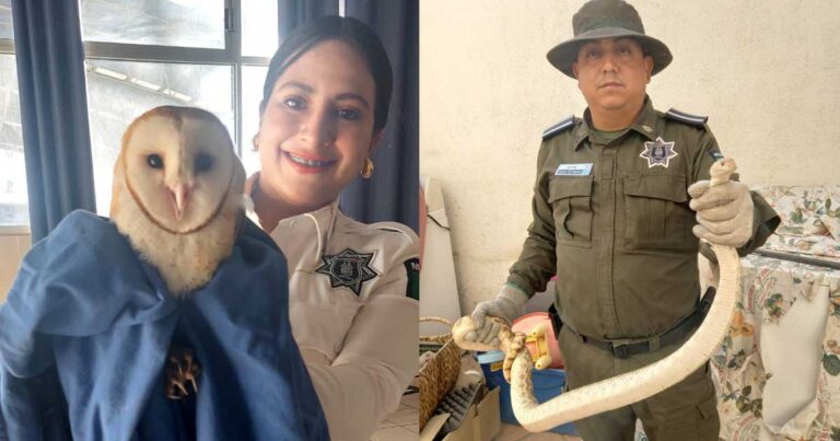 Elementos de la Policía Ambiental con fauna silvestre en sus manos.