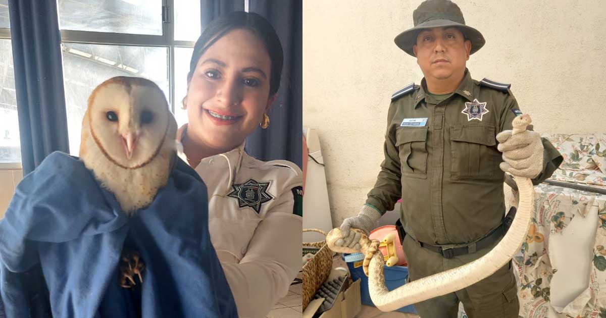 Elementos de la Policía Ambiental con fauna silvestre en sus manos.