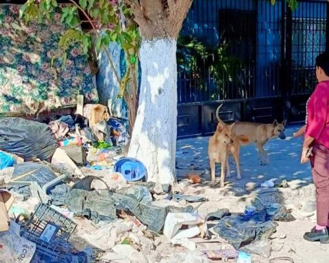 Perritos maltratados en Lerdo.