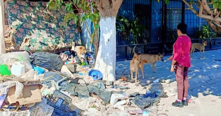 Perritos maltratados en Lerdo.