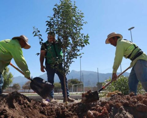 Reforestación Saltillo.