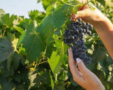 Uvas