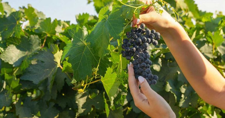 Uvas