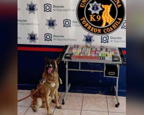 Oficial canino Noah.