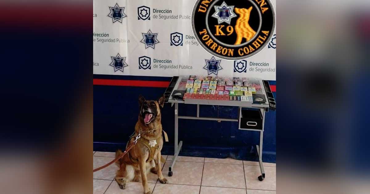 Oficial canino Noah.