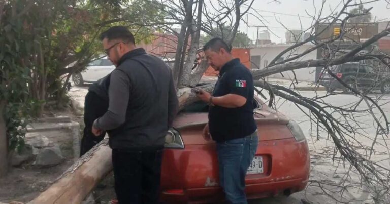 Árbol derribado por el viento sobre un automóvil en Francisco I. Madero, municipio de La Laguna.