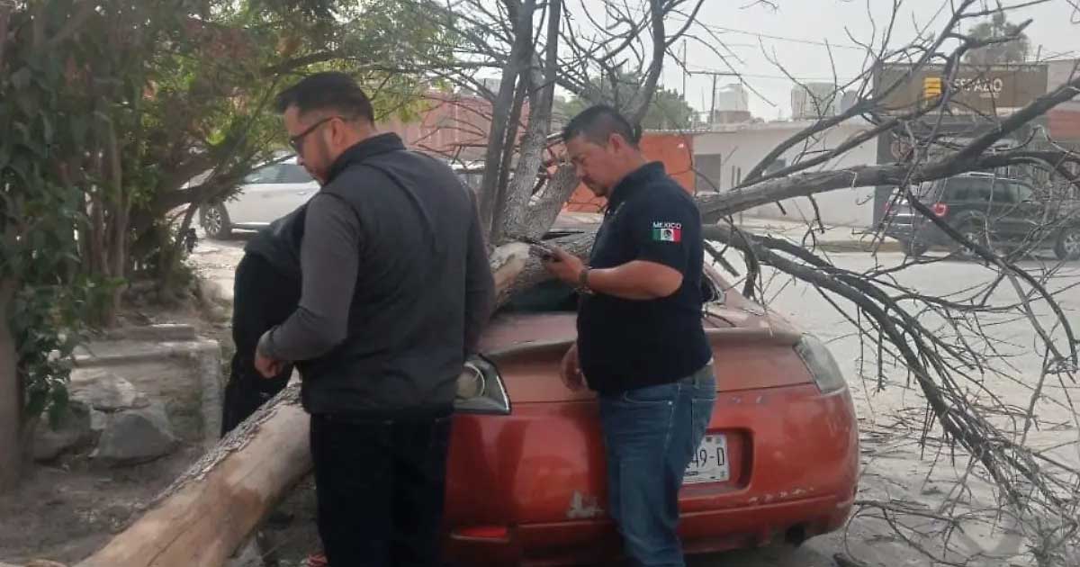Árbol derribado por el viento sobre un automóvil en Francisco I. Madero, municipio de La Laguna.