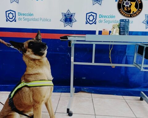 Olivia, elemento de la Unidad Canina K9 en Torreón.