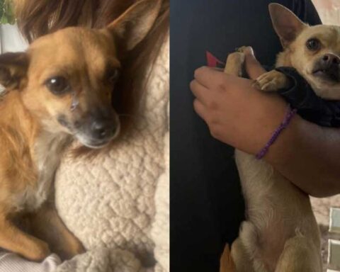 Perritos esteriizados.