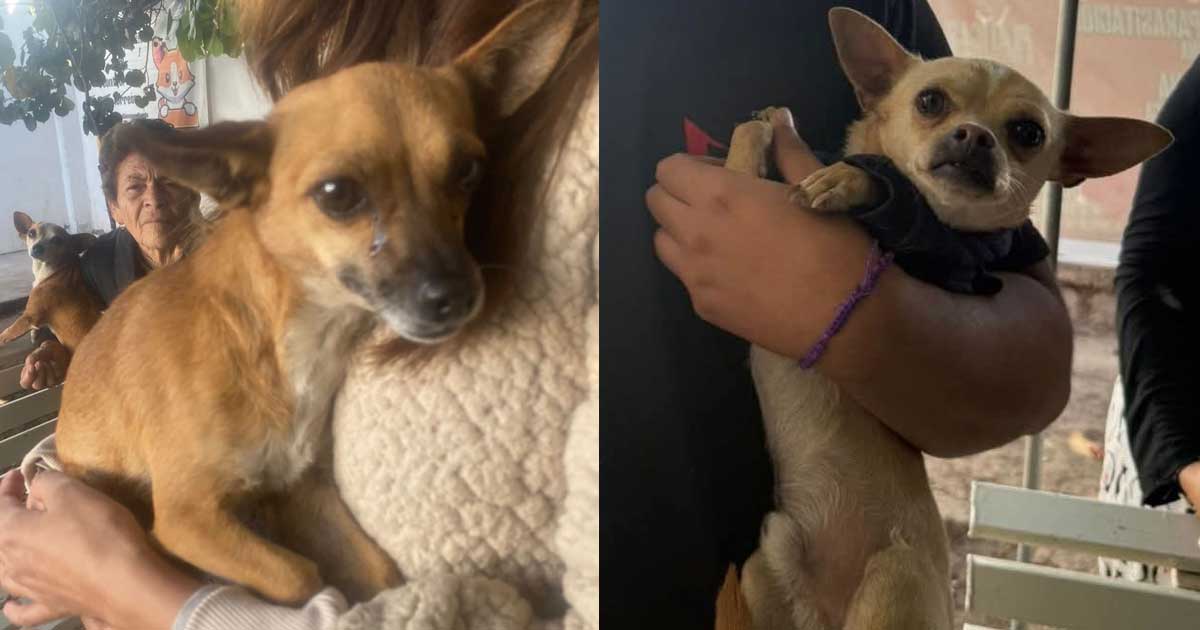 Perritos esteriizados.