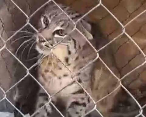 Gato montés encontrado en una vivienda de San Pedro.